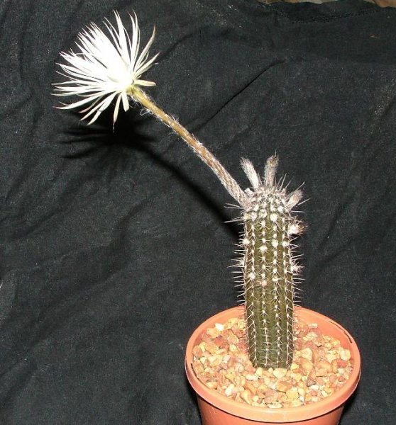 Setiechinopsis mirabilis 01.jpg