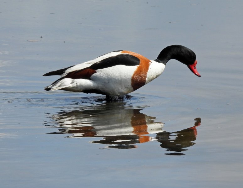 shelduck 2.JPG