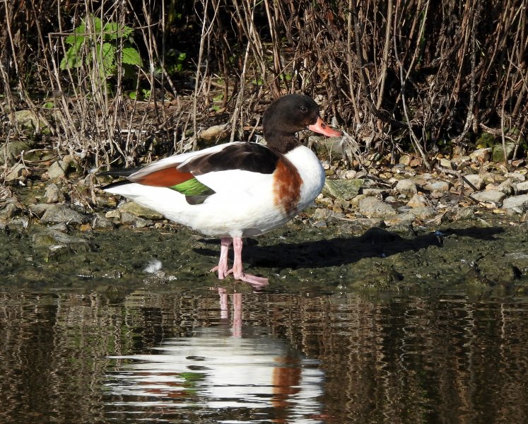 Shelduck.JPG