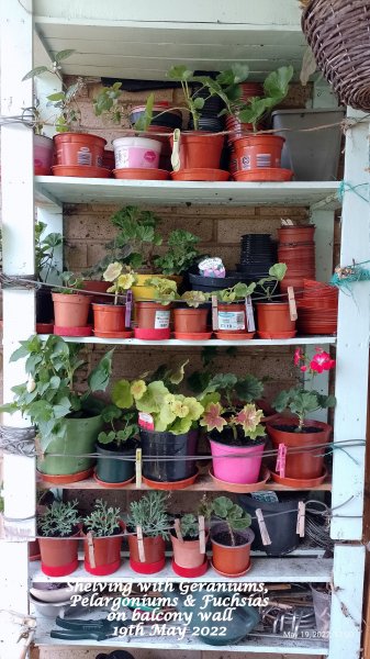 Shelving with Geraniums, Pelargoniums & Fuchsias on balcony wall 19th May 2022.jpg