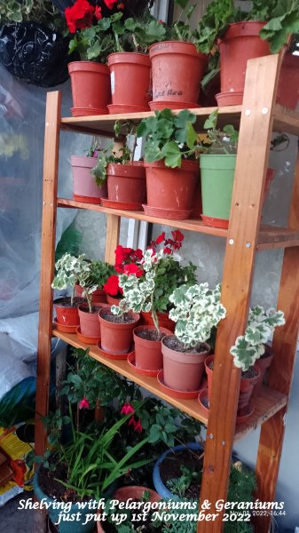 Shelving with Pelargoniums & Geraniums just put up 1st November 2022.jpg