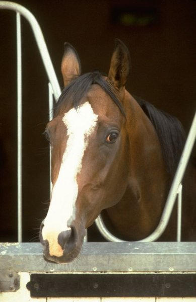 Shergar .jpg