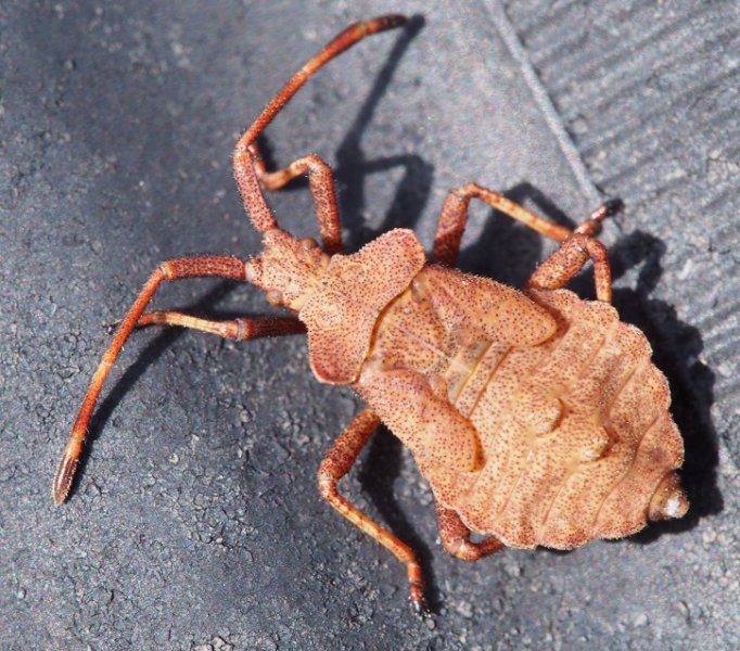 shield bug2.jpg