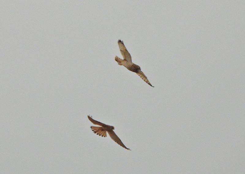 Short Eared Owl -Wyjke Down.JPG