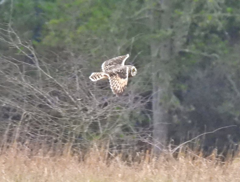 Short Eared Owl - Wyke Down (4).JPG