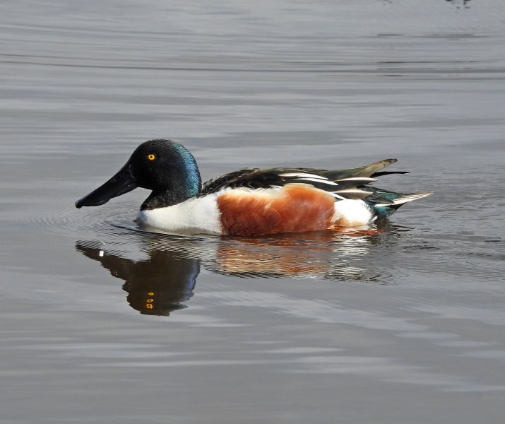 Shoveler - Lodmoor (2).JPG