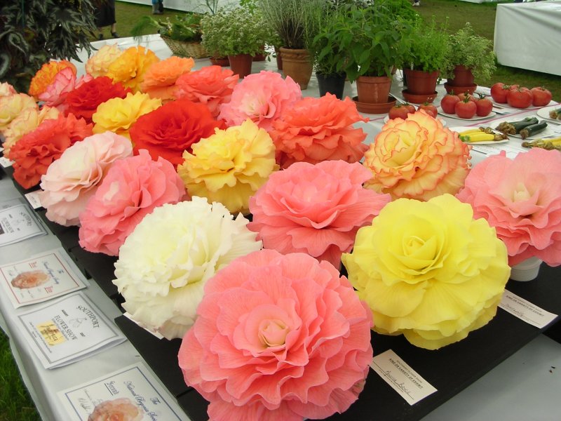 Show begonias 3.JPG