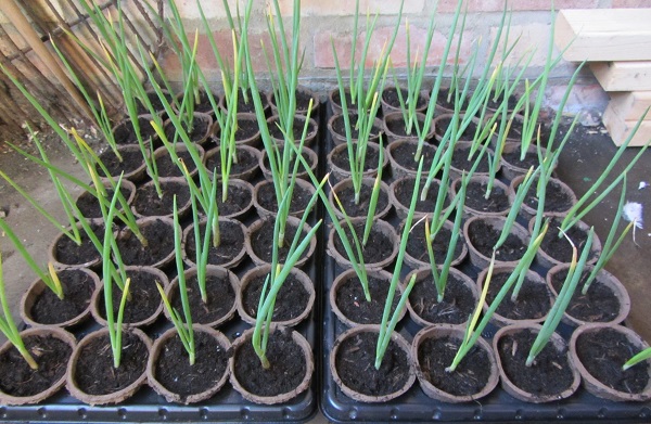 showmaster onion plants.jpg