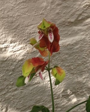 shrimp plant 4.jpg