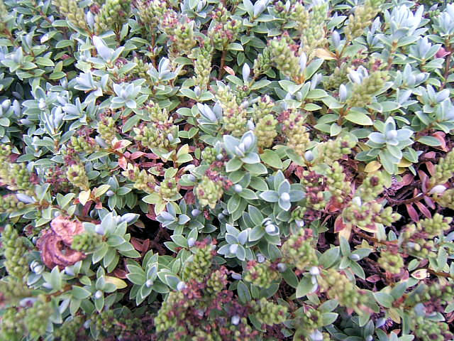 SHRUB CU.jpg