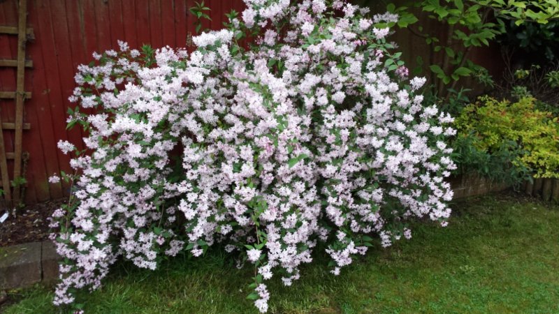 Shrub3.jpg