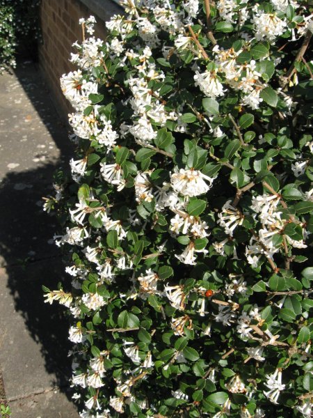 shrub37.jpg