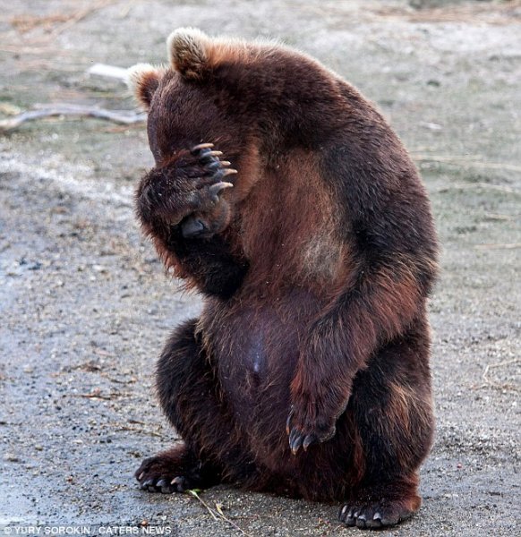 shy bear.jpg