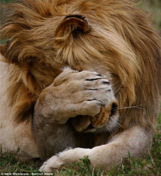 shy lion.jpg