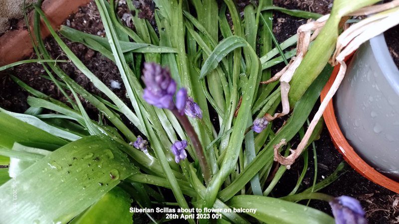 Siberian Scillas about to flower on balcony 26th April 2023 001.jpg