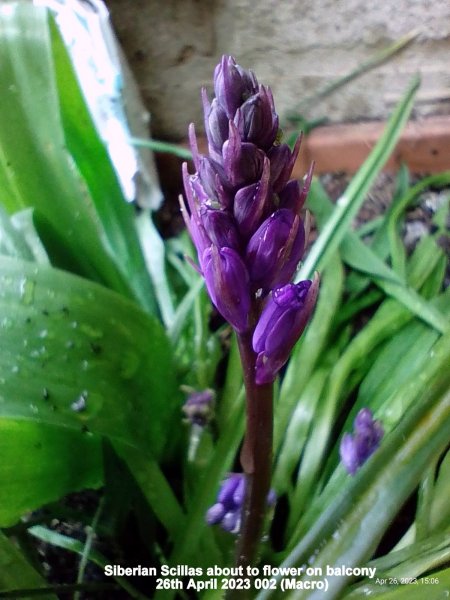 Siberian Scillas about to flower on balcony 26th April 2023 002 (Macro).jpg