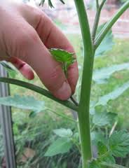 side shooting tomatoes.jpg