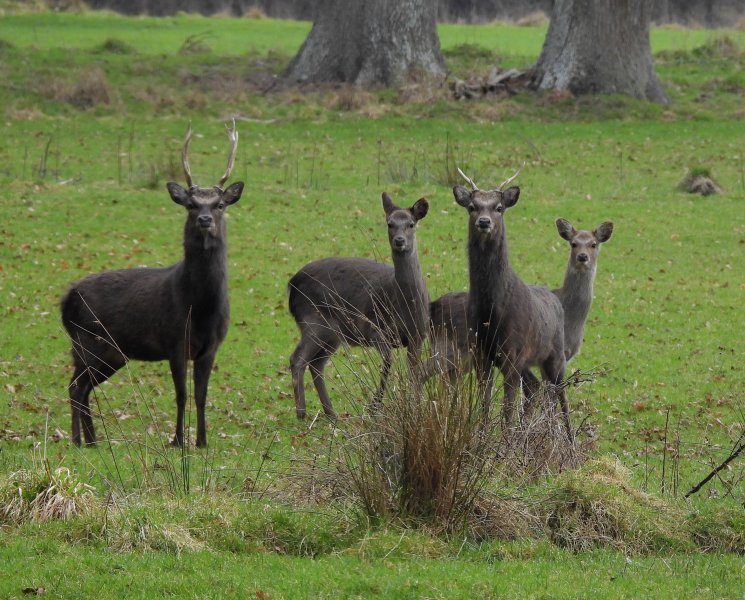 Sika Deer (4).JPG