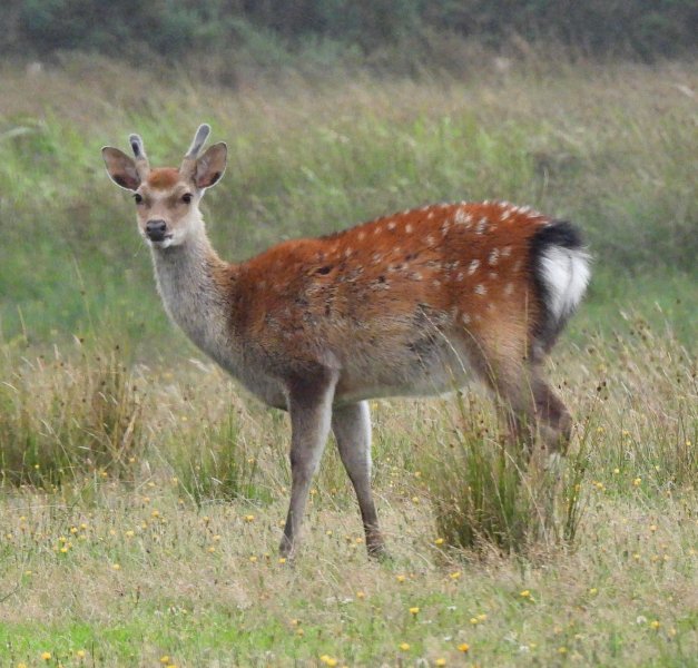 sika doe.JPG