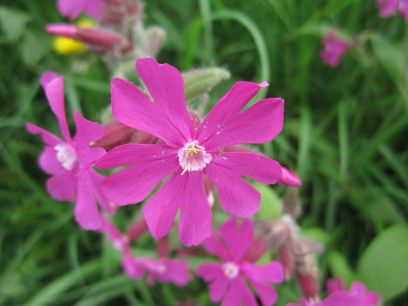 SILENE  DIOICA 30-05-2013 17-55-12.JPG