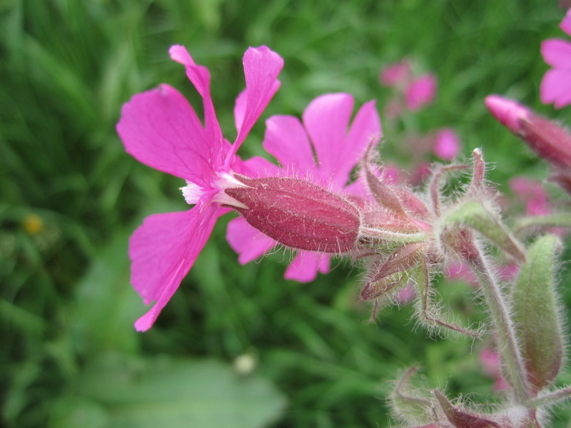 SILENE  DIOICA 30-05-2013 17-56-01.JPG