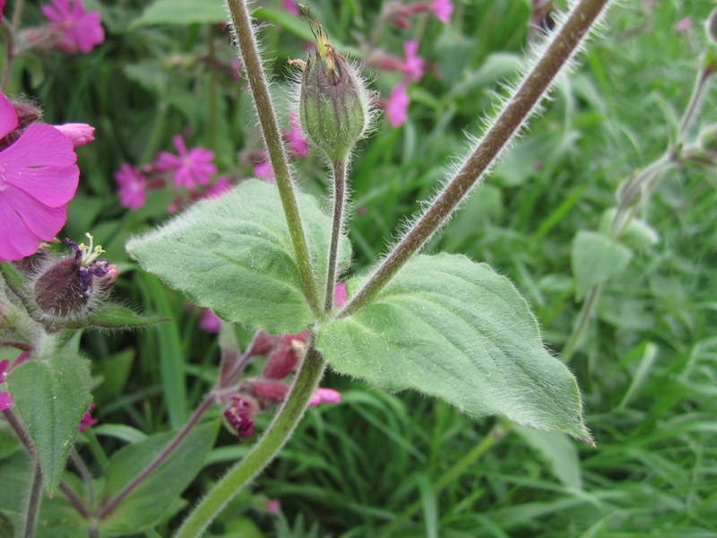 SILENE  DIOICA 30-05-2013 17-56-14.JPG