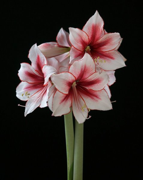 Single flowered amaryllis [Q-Z].jpeg