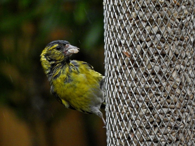 siskin 1.JPG