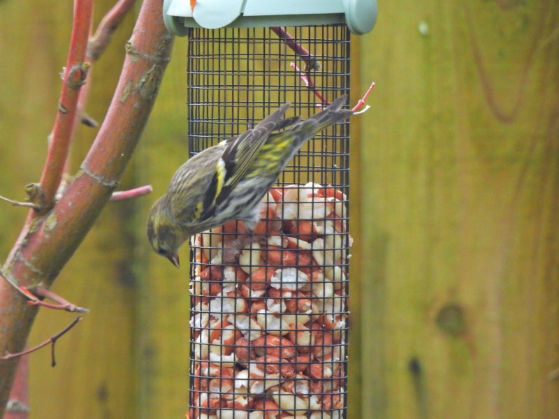 Siskin 2.JPG