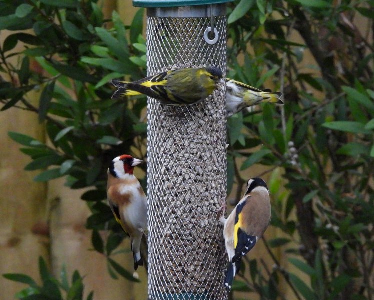 siskin 3.JPG