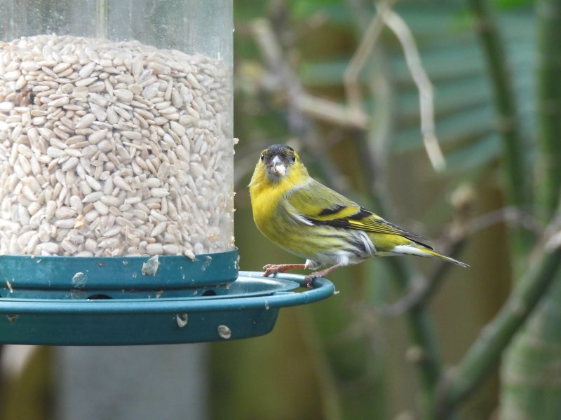 Siskin 3.JPG