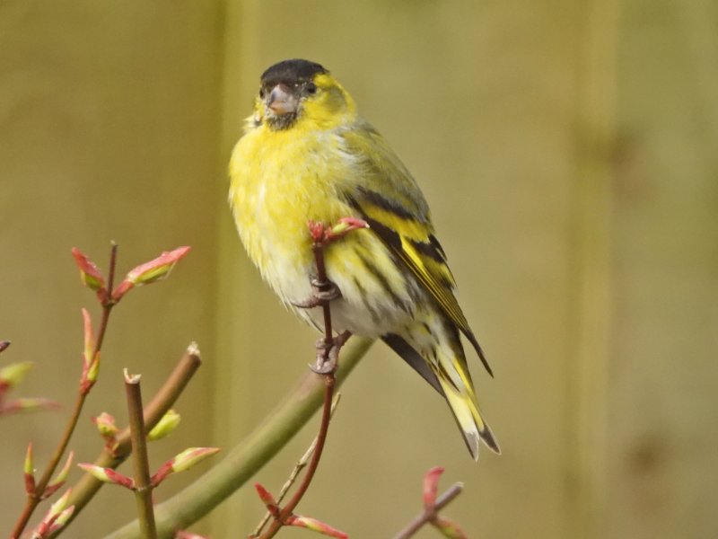 Siskin.JPG