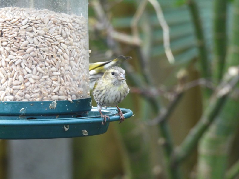 Siskin.JPG