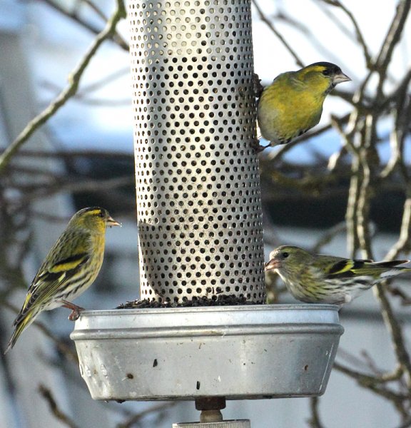 siskins.jpg