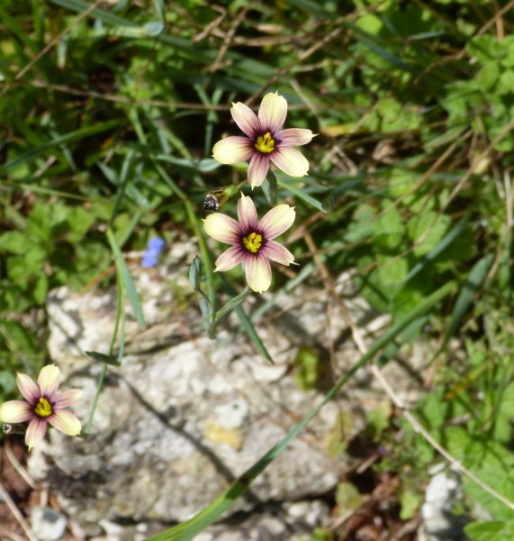 Sisyrinchium Biscitella.JPG