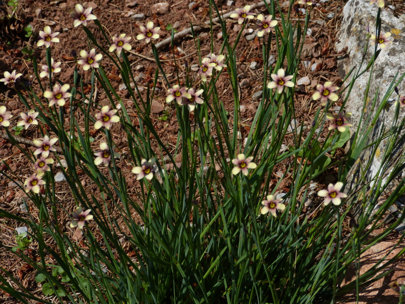 Sisyrinchium Biscuitella.JPG