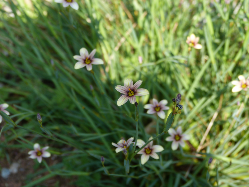 Sisyrinchium Biscutella 1.JPG