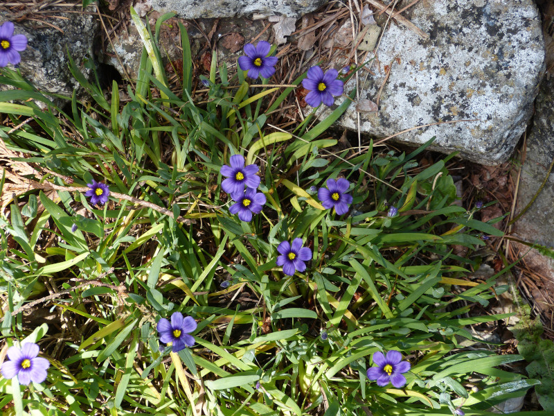 Sisyrinchium Helmswell Blue.JPG