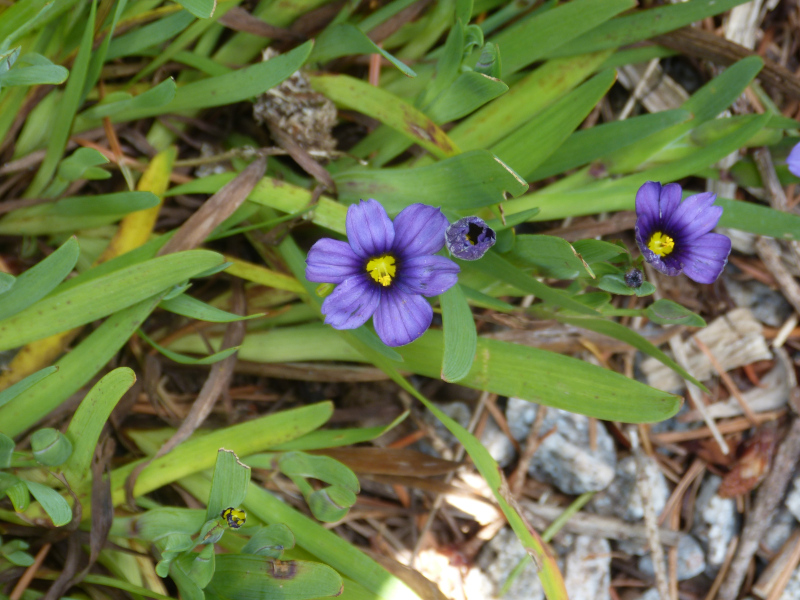 Sisyrinchium Hemswell Blue.JPG