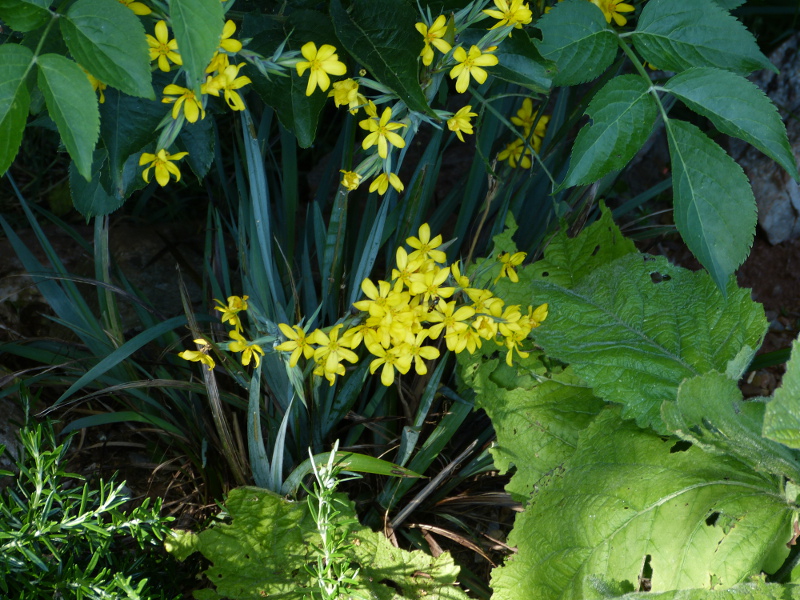 Sisyrinchium palmifolium 1.JPG