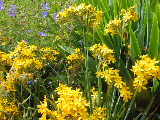 sisyrinchium palmifolium.jpg