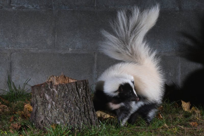 skunkgc.jpg