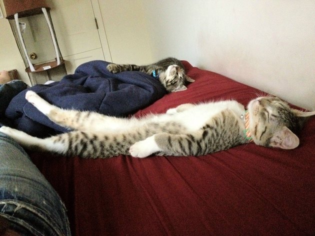 Sleepy Cats2.jpg