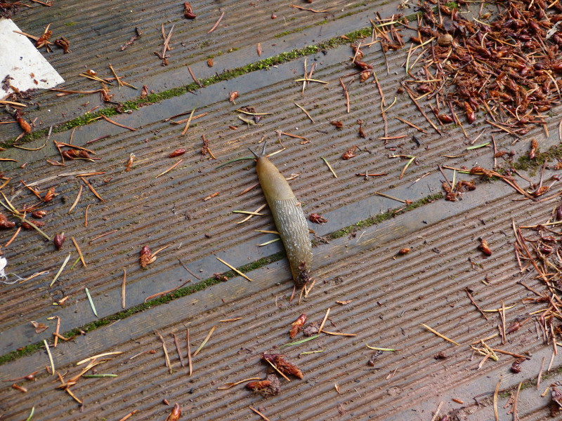 Slug.JPG