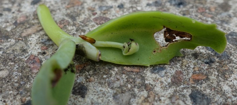 Slug sedum stonecrop.jpg