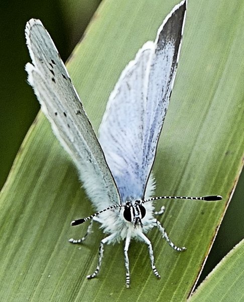 Small Blue.JPG