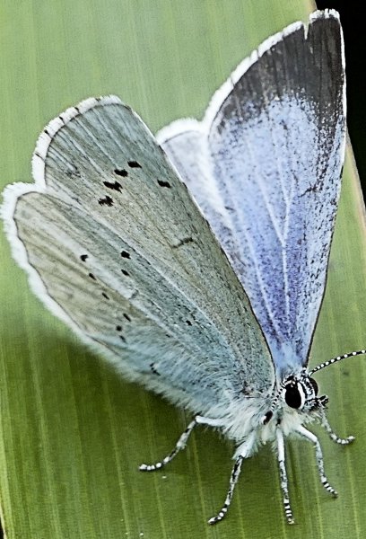 Small Blue1.JPG