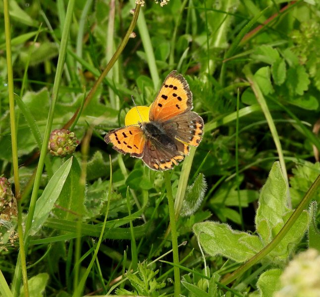 Small Copper  (2).JPG