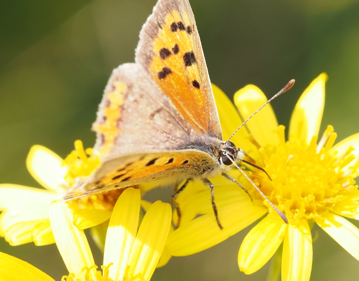 small copper 6.9.2015.jpg