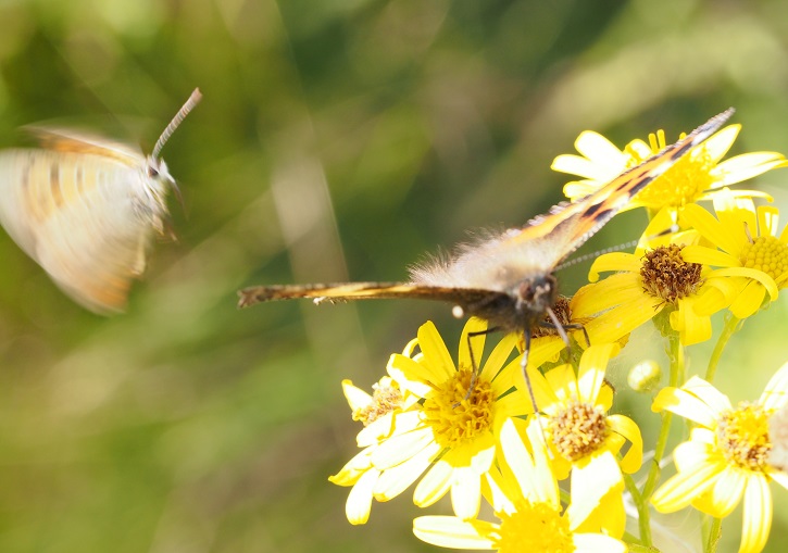 small copper and  tortoiseshell 6.9.2015.jpg